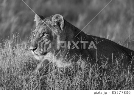 Mono close-up of lion in golden light Mono close-up of lion in golden light 85577836