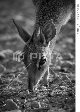 Mono close-up of Kirk dik-dik bending down Mono close-up of Kirk dik-dik bending down 85577840