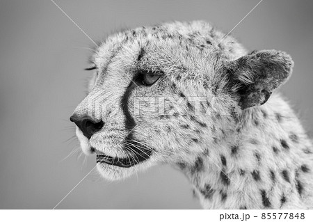 Mono close-up of cheetah head with bokeh Mono close-up of cheetah head with bokeh 85577848