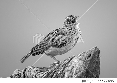 Mono zitting cisticola opens beak on stump 85577895
