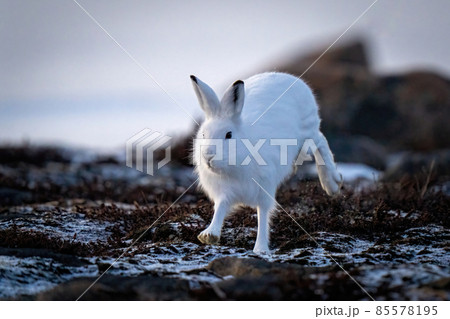 Arctic hare runs past rocks on tundra Arctic hare runs past rocks on tundra 85578195