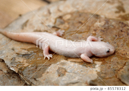 A white and metamorphosed Mexican achoque or axolotl , Ambystoma mexicanum. 85578312