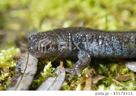 Close up of a colorfull blue dotted juvenile Tokyo Salamander, Hynobius tokyoensis, a species endemic to Japan 85578313