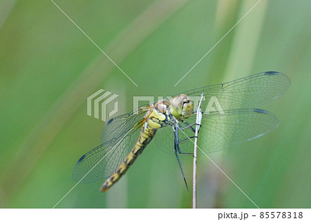 Close frontal shot of a dragonfly , darter species, Sympetrum with a soft green background 85578318