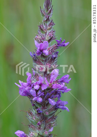 Close up of the flower of the purple loosestrife, Lythrum salicaria on green background Close up of the flower of the purple loosestrife, Lythrum salicaria on green background 85578331
