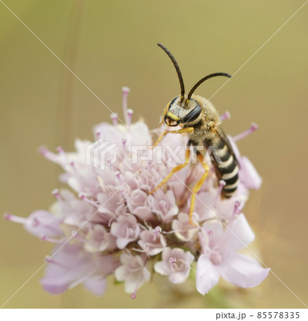 Males of the great banded furrow bee , Halictus scabiosae, are very elongate in shape... They are not plan specific but can be found on scabious flowers quite frequently 85578335