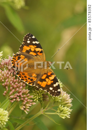 Vertical closeup of a Painted lady butterfly, Vanessa cardui, sitting on a pink flower 85578392