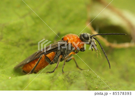 Closeup on a colorful sawfly, Dolerus germanicus sitting on a green leaf 85578393