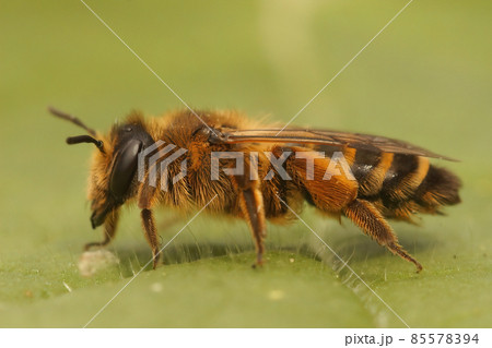 Closeup on a female Yellow legged mining bee, Andrena flavipes of the 2nd or summer generation 85578394