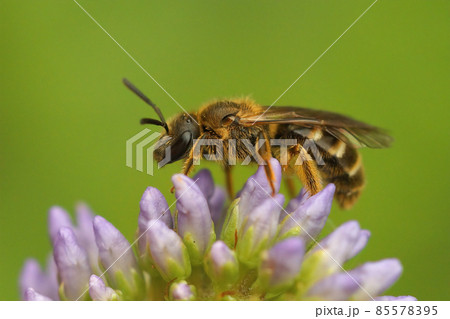 Closeup on a female Common furrow bee, Lasioglossum calceatum, sitting on top of a flower Closeup on a female Common furrow bee, Lasioglossum calceatum, sitting on top of a flower 85578395