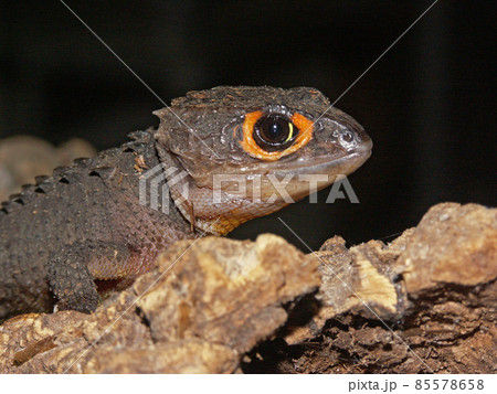 Closeup on the red-eyed crocodile skink, Tribolonotus gracilis, in a terrarium Closeup on the red-eyed crocodile skink, Tribolonotus gracilis, in a terrarium 85578658