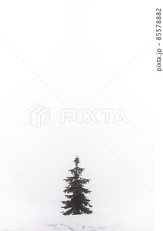 Horizontal landscape photo of an isolated lonely tree in the fog on empty field covered with snow with white background during winter foggy day Horizontal landscape photo of an isolated lonely tree in the fog on empty field covered with snow with white background during winter foggy day 85578882