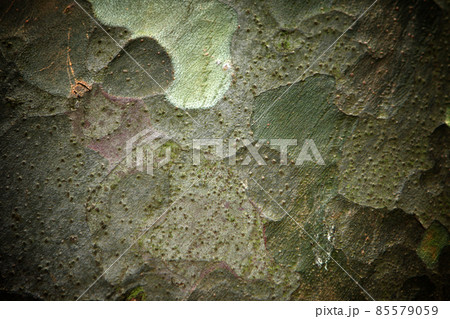 Abstract natural texture of bark of pine Abstract natural texture of bark of pine 85579059