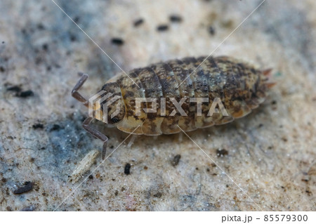 Closeup on a abnormal colored common rough woodlouse, Porcellio scaber, on a piece of wed paper Closeup on a abnormal colored common rough woodlouse, Porcellio scaber, on a piece of wed paper 85579300