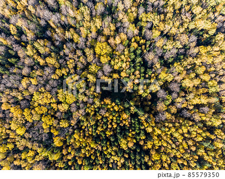 Yellowed tree crowns in the autumn forest from a height 85579350