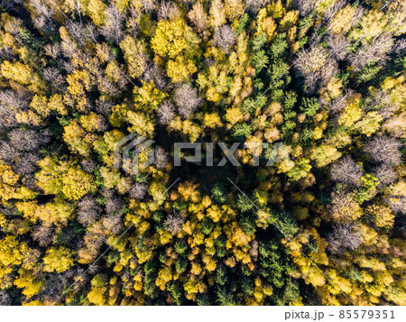 Yellowed tree crowns in the autumn forest from a height Yellowed tree crowns in the autumn forest from a height 85579351