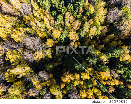 Yellowed tree crowns in the autumn forest from a height Yellowed tree crowns in the autumn forest from a height 85579352