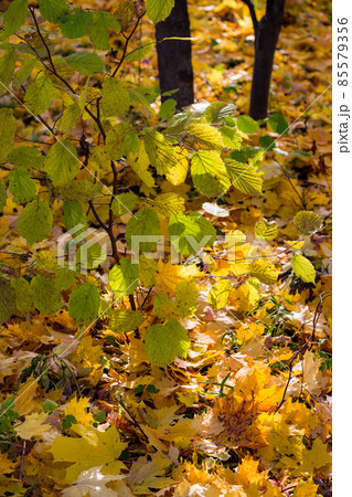 Autumn foliage, fallen bright yellow maple leaves and yellowing hazel foliage Autumn foliage, fallen bright yellow maple leaves and yellowing hazel foliage 85579356
