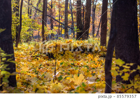 Autumn forest view. Ground covered with yellow maple leaves in a birch grove Autumn forest view. Ground covered with yellow maple leaves in a birch grove 85579357