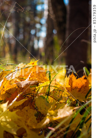 Bright yellow fallen maple leaves in the middle of the lawn close up, picturesque background of golden autumn Bright yellow fallen maple leaves in the middle of the lawn close up, picturesque background of golden autumn 85579359