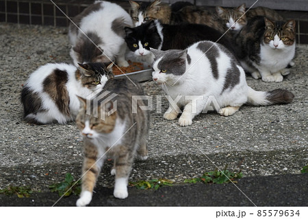 寂れた漁村で小雨降る中　集会所で野良猫会議 85579634