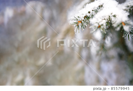 Christmas spruce brunches covered with first snow. 85579945