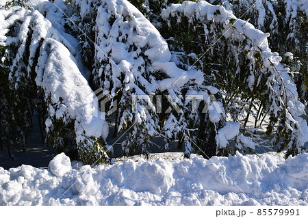 樹木に雪が着雪した風景 樹木に雪が着雪した風景 85579991