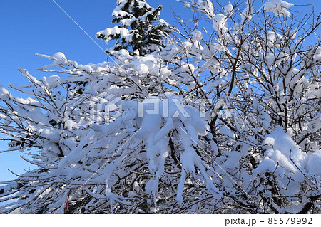 樹木に雪が着雪した風景 85579992