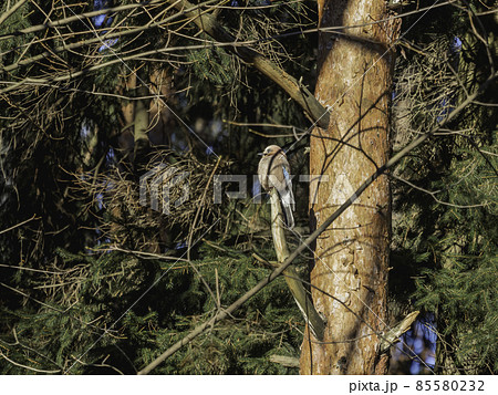 Eurasian jay or Garrulus glandarius is sitting on fir tree branch. Colorful bird in winter forest. 85580232