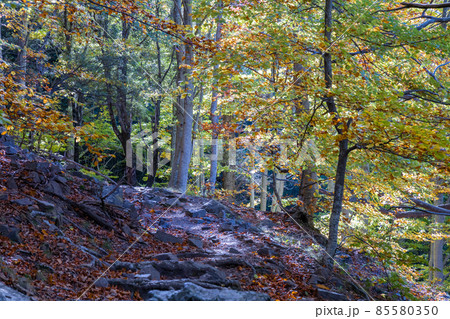 Gorgeous autumn landscape panorama of a scenic forest Gorgeous autumn landscape panorama of a scenic forest 85580350