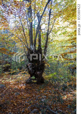 Big old sweet chestnut on the forest in autumn Big old sweet chestnut on the forest in autumn 85580422