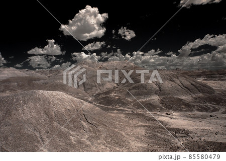Petrified Forest Petrified Forest 85580479