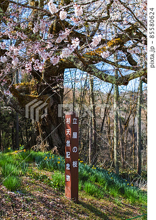 長野県/ 立屋の桜・小川村の春 85580624