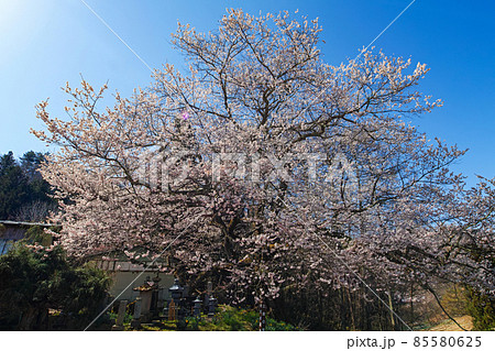 長野県/ 立屋の桜・小川村の春 85580625