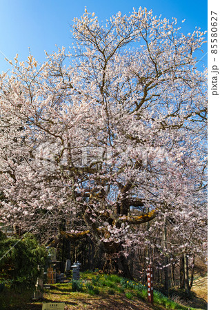 長野県/ 立屋の桜・小川村の春 長野県/ 立屋の桜・小川村の春 85580627