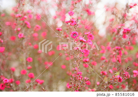 ギョリュウバイの花 ギョリュウバイの花 85581016