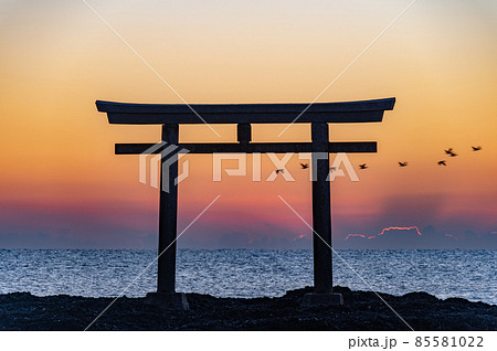 大洗神磯鳥居早朝の野鳥 大洗神磯鳥居早朝の野鳥 85581022