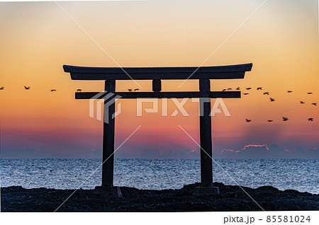大洗神磯鳥居早朝の野鳥 大洗神磯鳥居早朝の野鳥 85581024