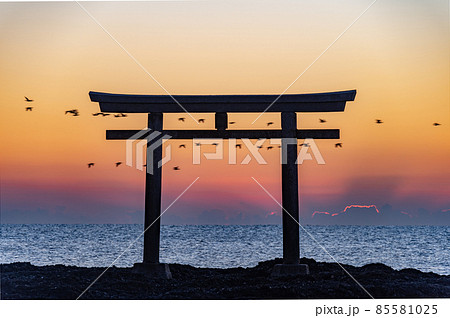 大洗神磯鳥居早朝の野鳥 85581025