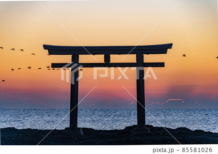 大洗神磯鳥居早朝の野鳥 85581026