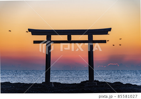 大洗神磯鳥居早朝の野鳥 大洗神磯鳥居早朝の野鳥 85581027