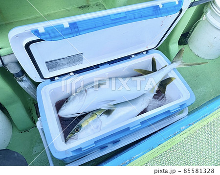 ブリ ワラサ メジロ 青物 釣り 船釣り 釣船 クーラーボックス 85581328