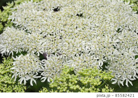礼文島の花　オオハナウド 85582421