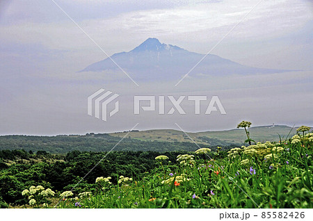 オオハナウドとエゾノシシウドの咲く礼文島桃岩展望台コースから霧に霞む利尻島を望む オオハナウドとエゾノシシウドの咲く礼文島桃岩展望台コースから霧に霞む利尻島を望む 85582426