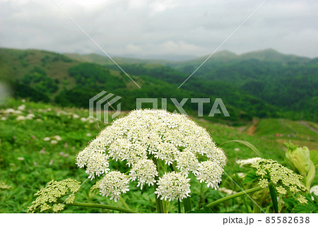 礼文島の花　オオハナウド 85582638