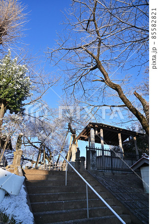 冬の石戸蒲ザクラ 埼玉県北本市 日本五大桜 東光寺 冬の石戸蒲ザクラ 埼玉県北本市 日本五大桜 東光寺 85582821