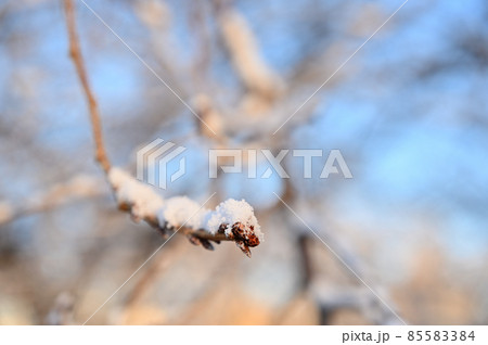 開花を待つ桜の蕾に積もる雪 開花を待つ桜の蕾に積もる雪 85583384