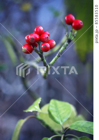 青木の赤い実 85583510
