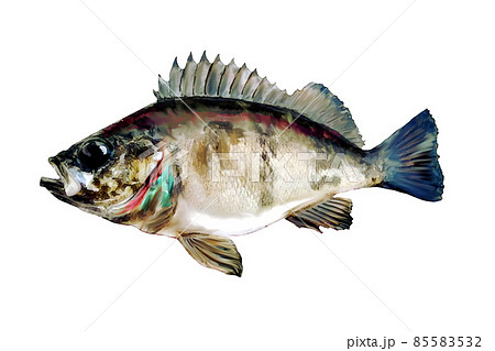 背景透明のメバル 背景透明のメバル 85583532