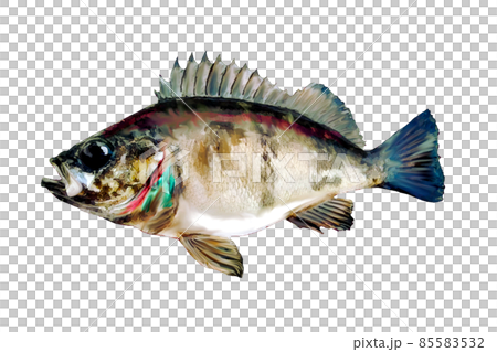 背景透明のメバル 背景透明のメバル 85583532